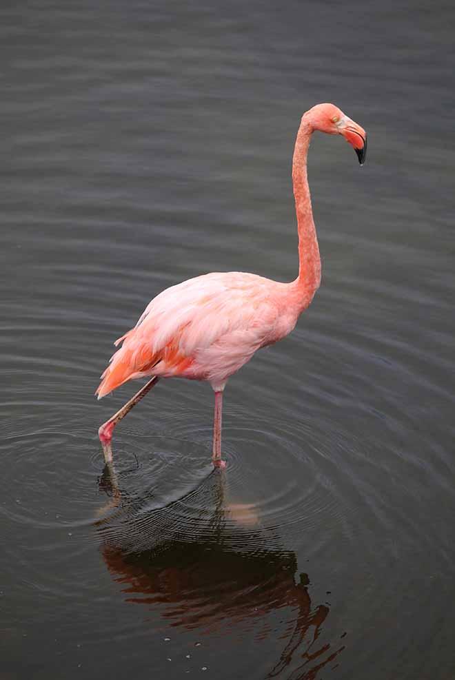 Pink Flamingos © Annika Fredriksson